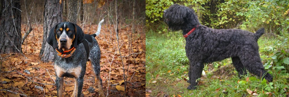Black Russian Terrier vs Bluetick Coonhound - Breed Comparison
