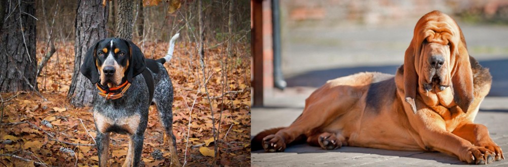Bloodhound vs Bluetick Coonhound - Breed Comparison