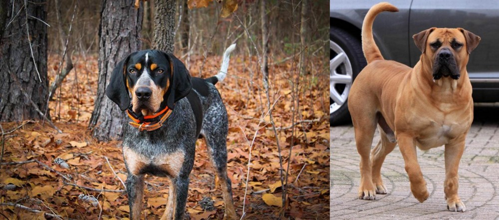 Boerboel vs Bluetick Coonhound - Breed Comparison