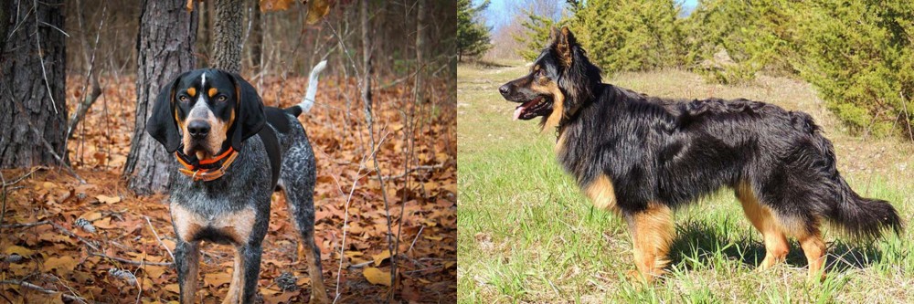 Bohemian Shepherd vs Bluetick Coonhound - Breed Comparison