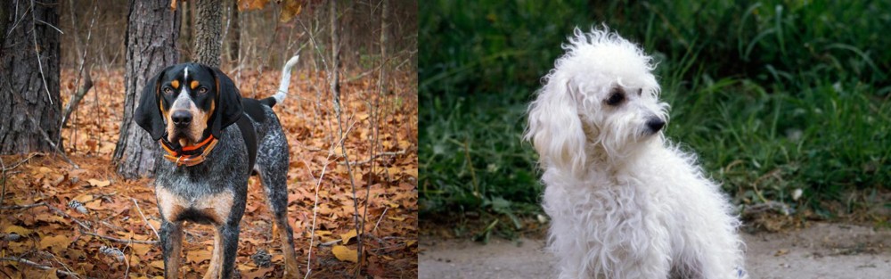 Bolognese vs Bluetick Coonhound - Breed Comparison