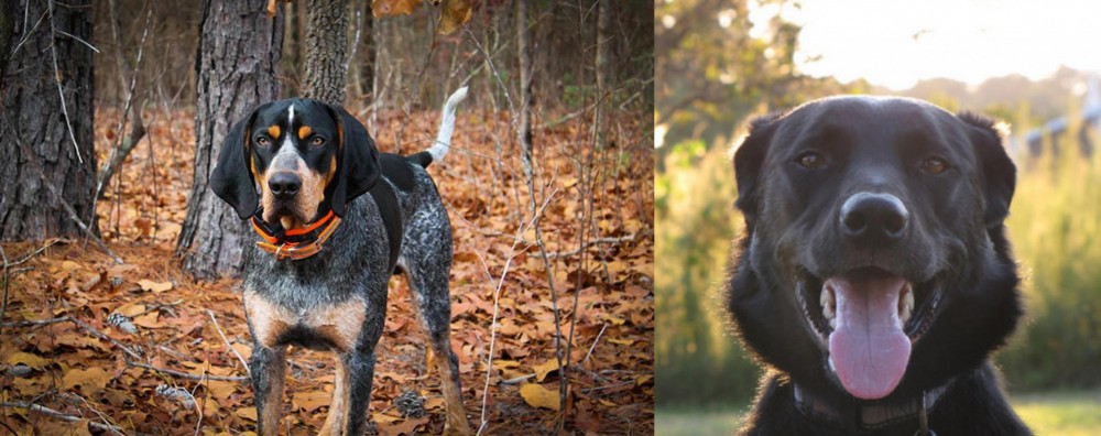 Borador vs Bluetick Coonhound - Breed Comparison