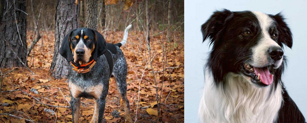 Border Collie vs Bluetick Coonhound - Breed Comparison