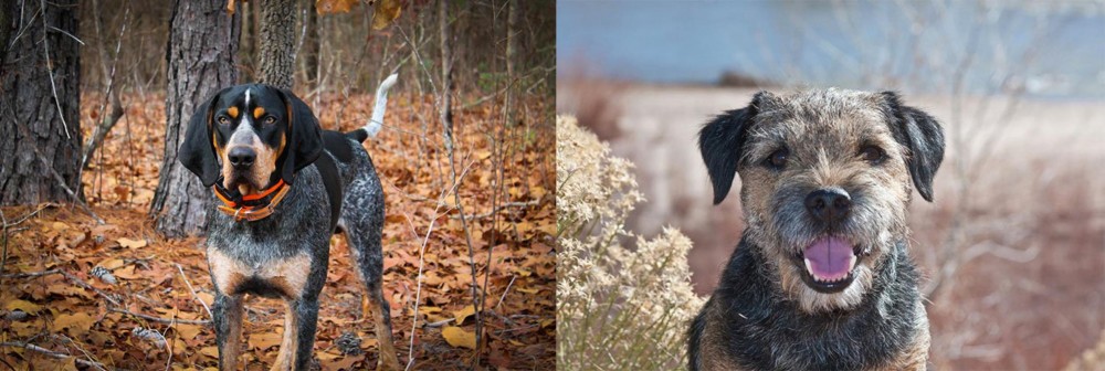 Border Terrier vs Bluetick Coonhound - Breed Comparison
