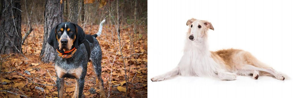 Borzoi vs Bluetick Coonhound - Breed Comparison