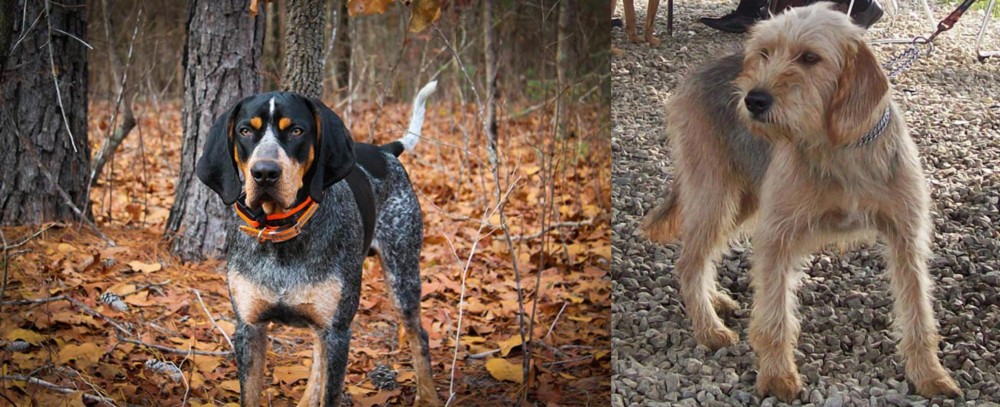 Bosnian Coarse-Haired Hound vs Bluetick Coonhound - Breed Comparison