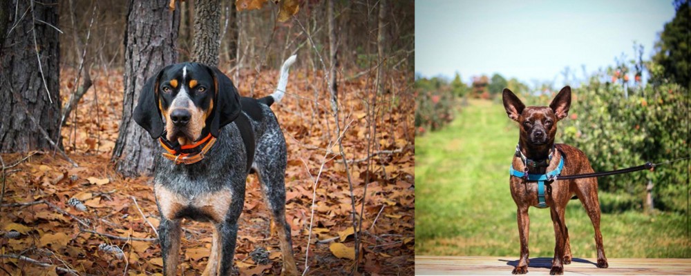 Bospin vs Bluetick Coonhound - Breed Comparison