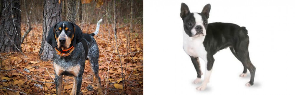 Boston Terrier vs Bluetick Coonhound - Breed Comparison