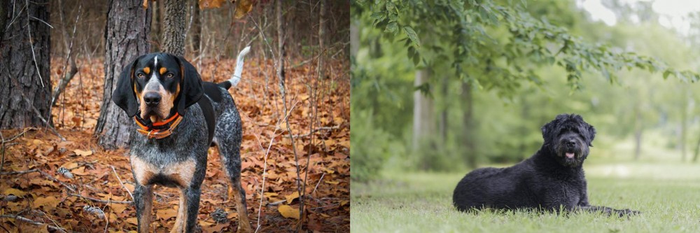 Bouvier des Flandres vs Bluetick Coonhound - Breed Comparison