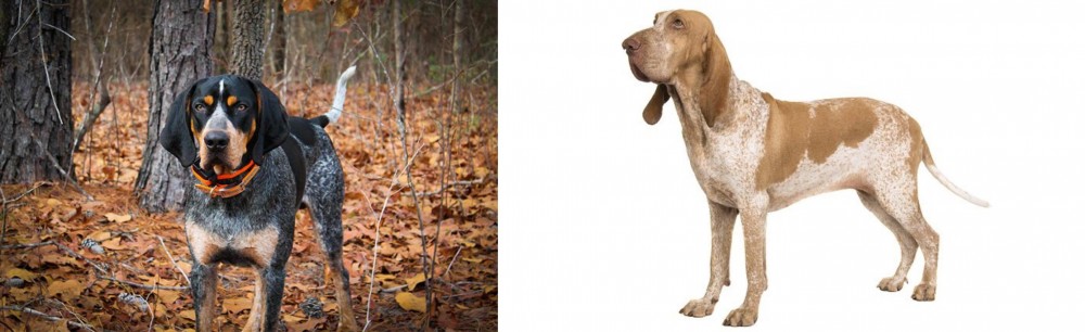 Bracco Italiano vs Bluetick Coonhound - Breed Comparison
