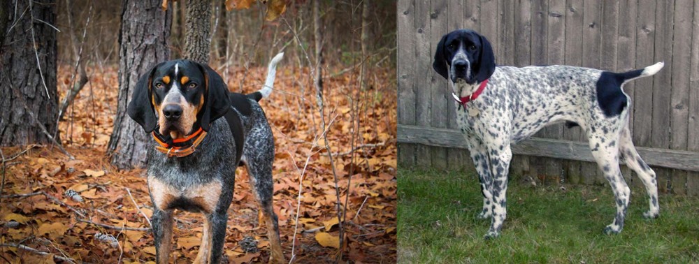 Braque d'Auvergne vs Bluetick Coonhound - Breed Comparison