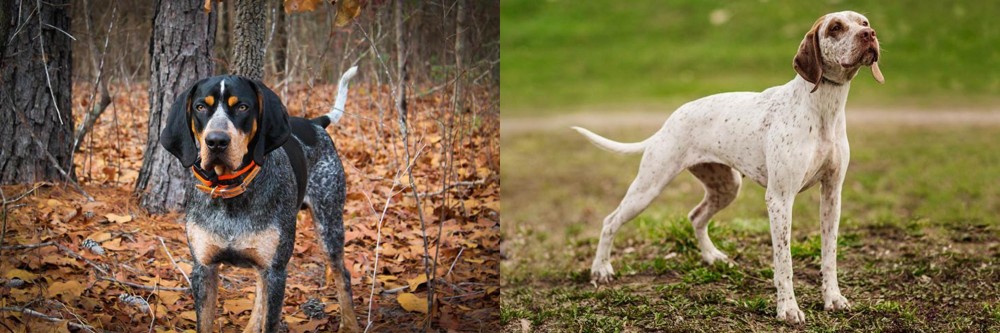 Braque du Bourbonnais vs Bluetick Coonhound - Breed Comparison