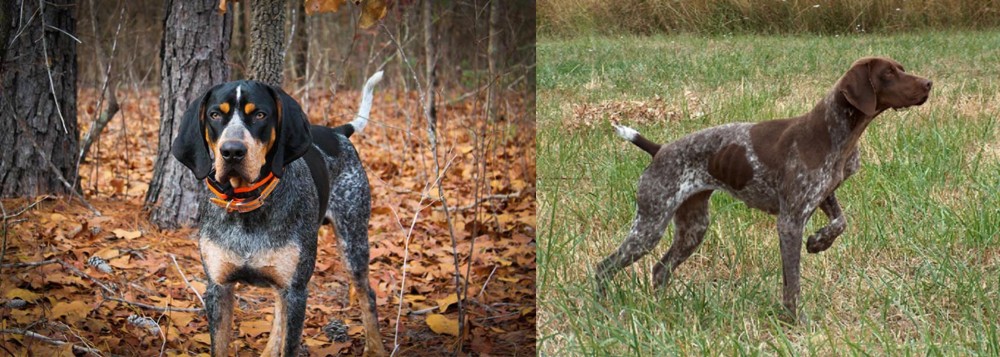 Braque Francais vs Bluetick Coonhound - Breed Comparison