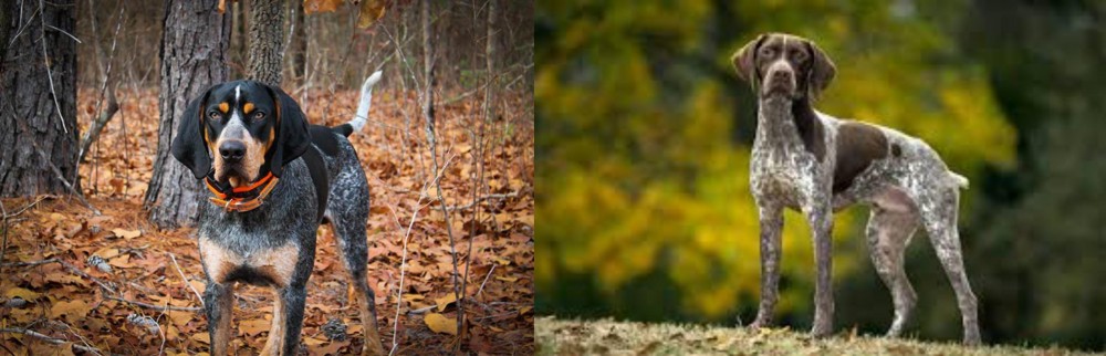 Braque Francais (Gascogne Type) vs Bluetick Coonhound - Breed Comparison