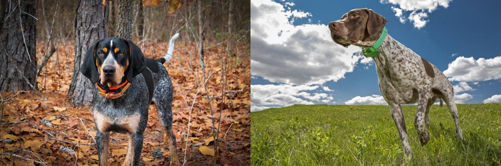 Braque Francais (Pyrenean Type) vs Bluetick Coonhound - Breed Comparison