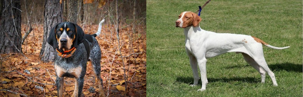 Braque Saint-Germain vs Bluetick Coonhound - Breed Comparison