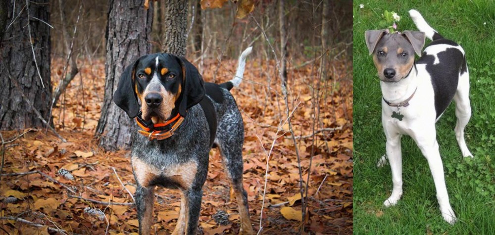 Brazilian Terrier vs Bluetick Coonhound - Breed Comparison