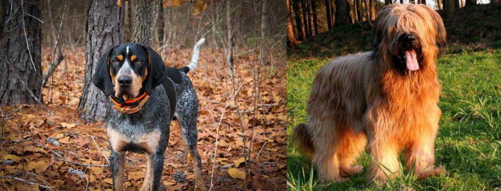 Briard vs Bluetick Coonhound - Breed Comparison