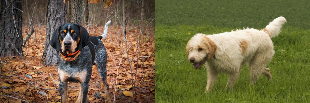 Briquet Griffon Vendeen vs Bluetick Coonhound - Breed Comparison