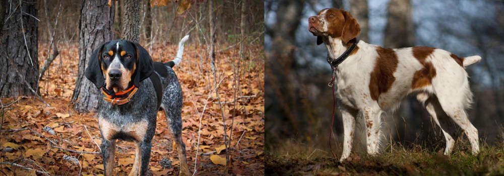 Brittany vs Bluetick Coonhound - Breed Comparison