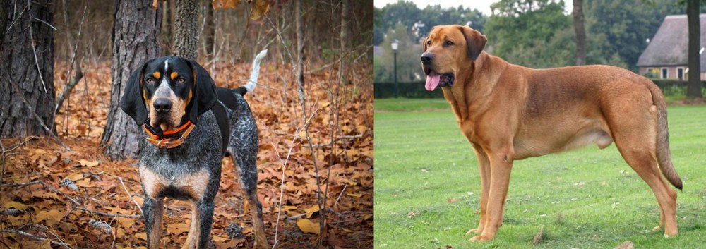 Broholmer vs Bluetick Coonhound - Breed Comparison