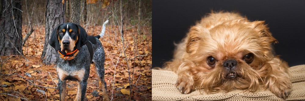 Brug vs Bluetick Coonhound - Breed Comparison