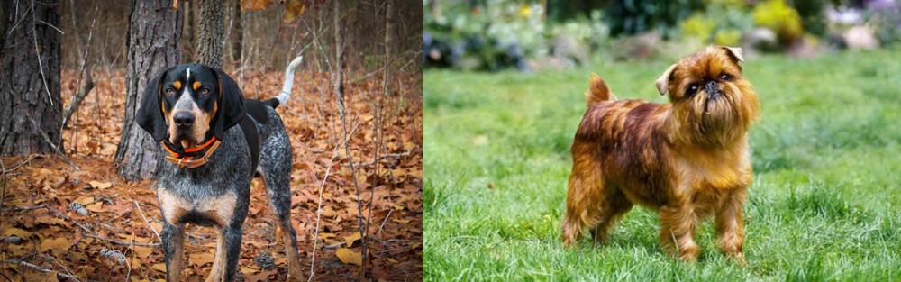 Brussels Griffon vs Bluetick Coonhound - Breed Comparison