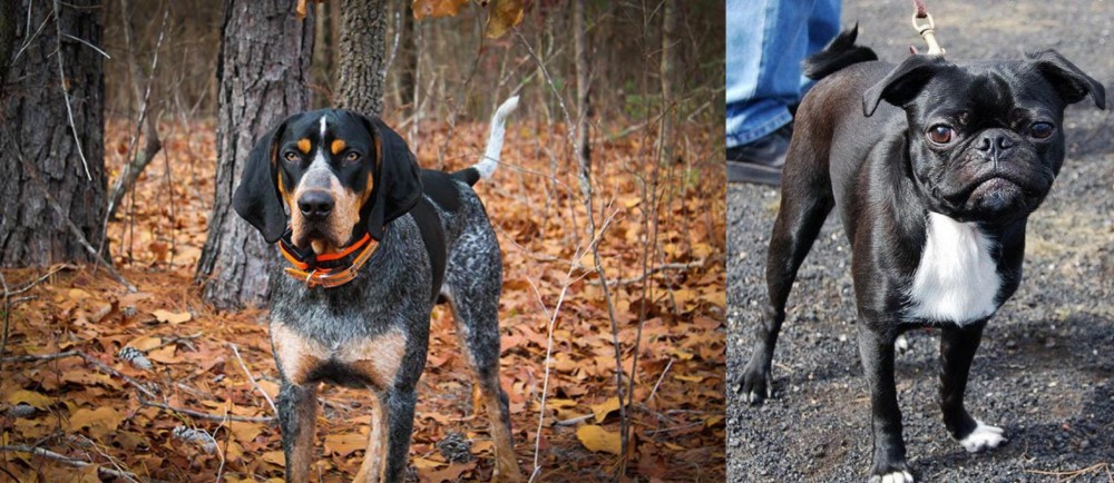 Bugg vs Bluetick Coonhound - Breed Comparison
