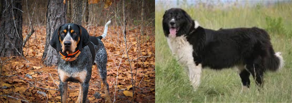 Bulgarian Shepherd vs Bluetick Coonhound - Breed Comparison