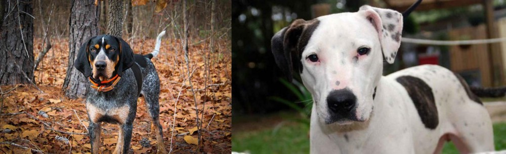 Bull Arab vs Bluetick Coonhound - Breed Comparison
