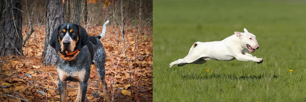 Bull Terrier vs Bluetick Coonhound - Breed Comparison
