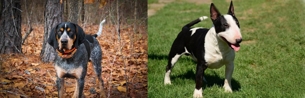 Bull Terrier Miniature vs Bluetick Coonhound - Breed Comparison