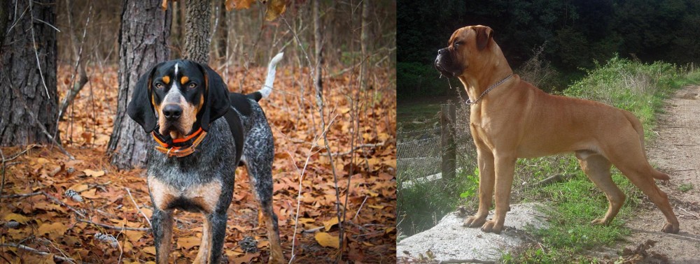 Bullmastiff vs Bluetick Coonhound - Breed Comparison