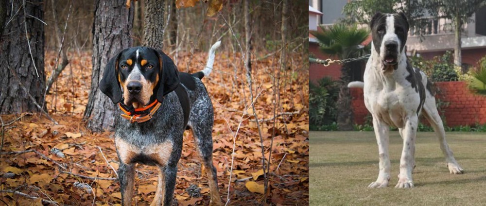 Bully Kutta vs Bluetick Coonhound - Breed Comparison