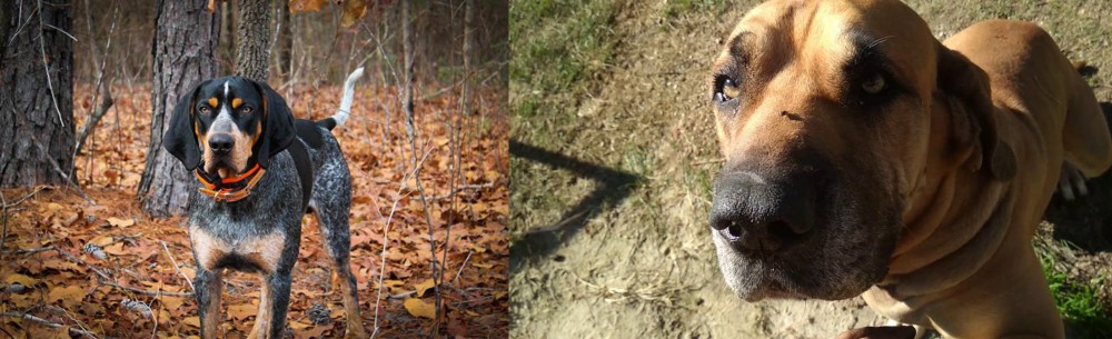 Cabecudo Boiadeiro vs Bluetick Coonhound - Breed Comparison