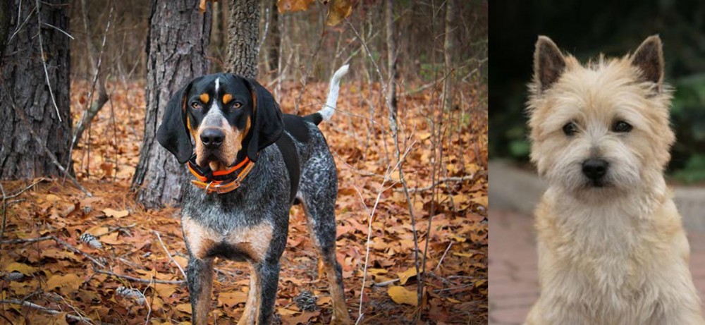 Cairn Terrier vs Bluetick Coonhound - Breed Comparison