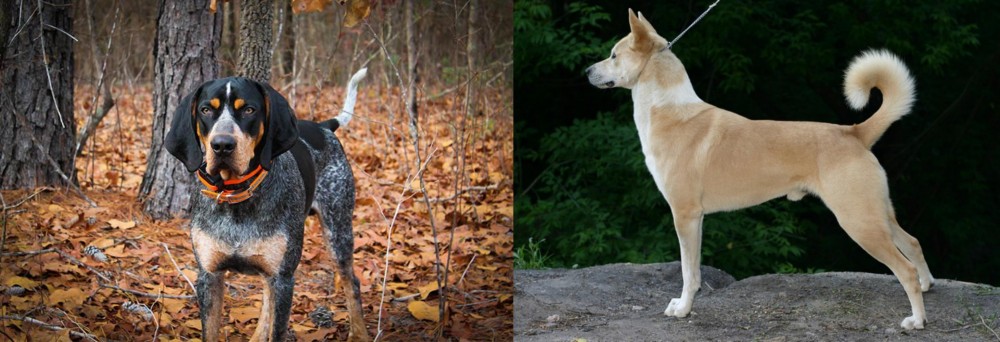 Canaan Dog vs Bluetick Coonhound - Breed Comparison