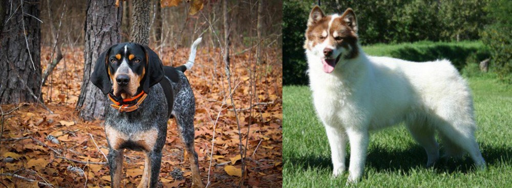 Canadian Eskimo Dog vs Bluetick Coonhound - Breed Comparison