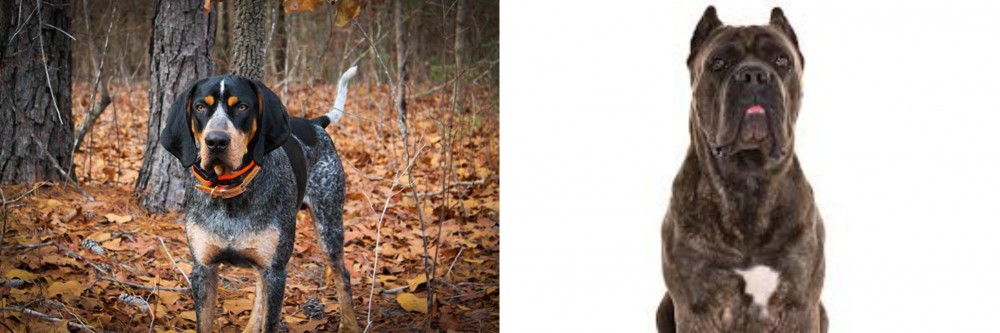 Cane Corso vs Bluetick Coonhound - Breed Comparison