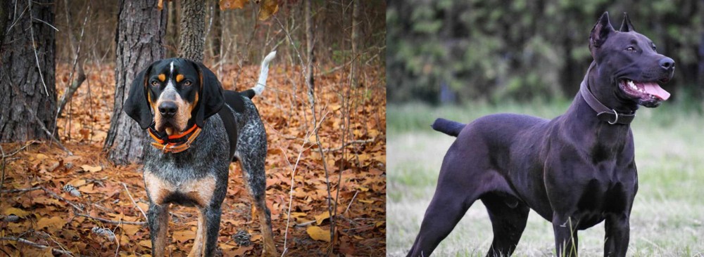 Canis Panther vs Bluetick Coonhound - Breed Comparison