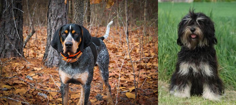 Cao da Serra de Aires vs Bluetick Coonhound - Breed Comparison