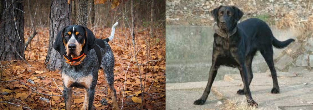 Cao de Castro Laboreiro vs Bluetick Coonhound - Breed Comparison
