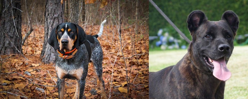 Cao Fila de Sao Miguel vs Bluetick Coonhound - Breed Comparison