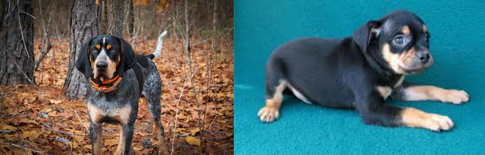 Carlin Pinscher vs Bluetick Coonhound - Breed Comparison