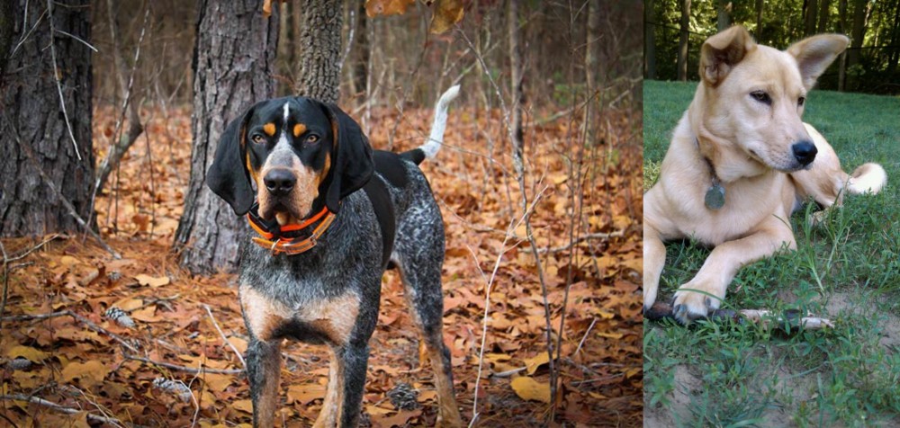 Carolina Dog vs Bluetick Coonhound - Breed Comparison