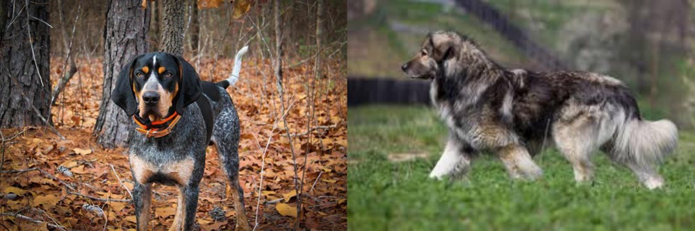Carpatin vs Bluetick Coonhound - Breed Comparison
