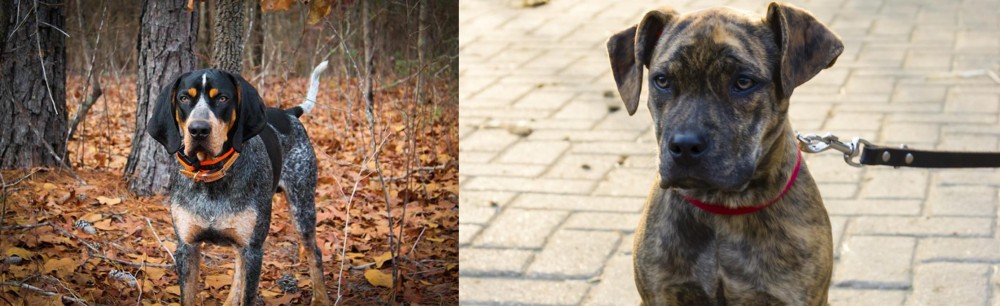 Catahoula Bulldog vs Bluetick Coonhound - Breed Comparison