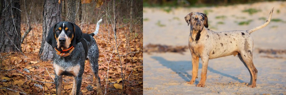 Catahoula Cur vs Bluetick Coonhound - Breed Comparison