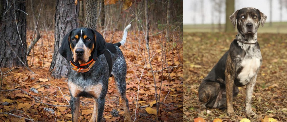 Catahoula Leopard vs Bluetick Coonhound - Breed Comparison