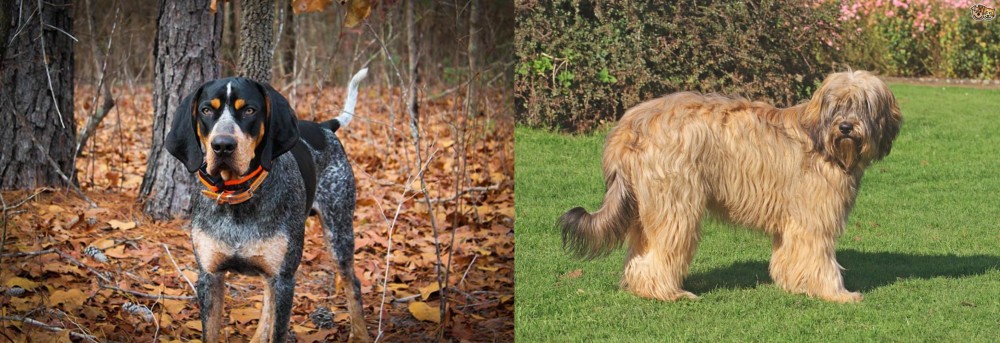 Catalan Sheepdog vs Bluetick Coonhound - Breed Comparison